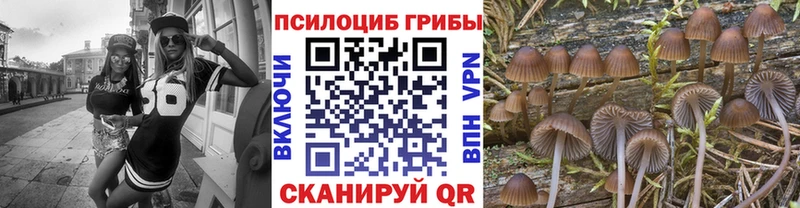 Псилоцибиновые грибы Psilocybe  ссылка на мегу как войти  Сусуман 